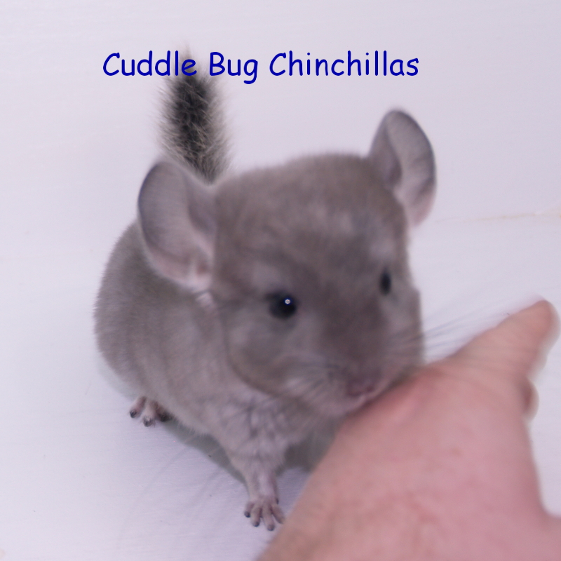 Cuddlebug chinchilla online